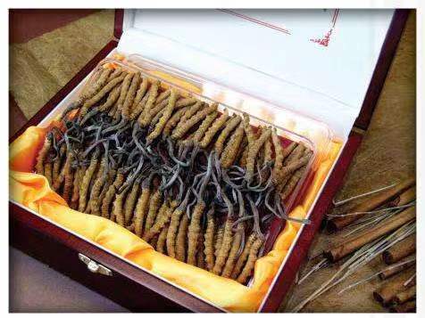 临清冬虫夏草回收